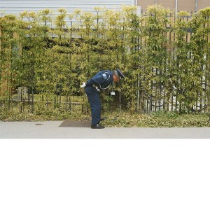 gold-panda-good-luck-and-do-your-best